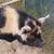 Young Kune Kune Piggy 1 thumbnail