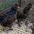 Silkie Pairs 1 thumbnail