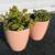 Two succulents in ceramic flower pots 14 thumbnail