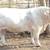 Charolais Bulls 1 thumbnail