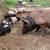 Baby pot belly pigs mix 7 thumbnail