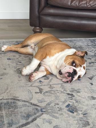 Rehoming this beautiful 2 yr old English Bulldog63684398503939123