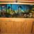 55 gallon Aquarium & wood cabinet-stand for $250. with filter, rocks, 1 thumbnail