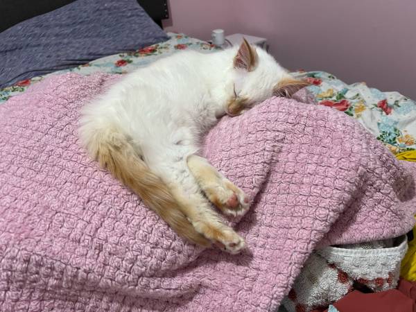 Flame point ragdoll (Jonesborough)63896548406787121
