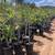 STAR JASMINE 5-Gallons 10 thumbnail