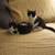 Kittens for adoption 6 thumbnail