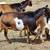 NIGERIAN DWARF HERD 6 thumbnail