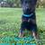 German shepherd pups 3 thumbnail