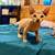 Sphynx kittens ! 5 thumbnail