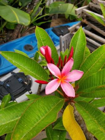Large & healthy Hawaii plumeria potted 1