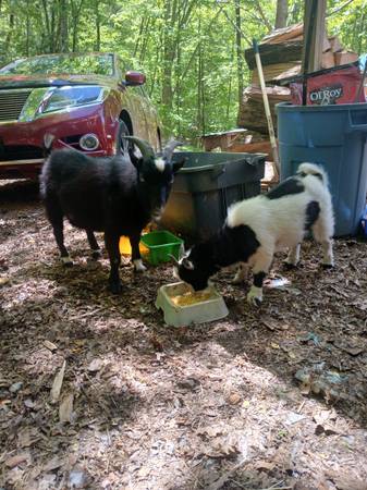 Two male goats 1