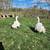 sebastopol geese 2 thumbnail