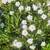 Various plants/flowering 12 thumbnail