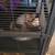 3 ferrets 4 thumbnail