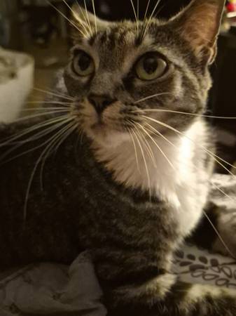 Reubicación de dos gatos atigrados gemelos de 4 años (Mobile)