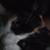 Free kitty 1 thumbnail