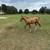 AQHA  Weanlings 1 thumbnail