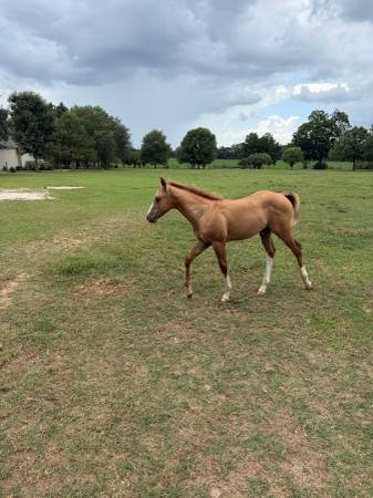 AQHA  Weanlings 1