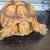 African sulcata tortoise 5 yrs old 1 thumbnail