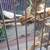 Canaries 11 thumbnail
