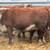 15 Registered Hereford Cows 2 thumbnail
