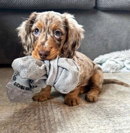 Sweet Dachshund Puppies Looking for Loving Homes 1
