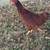 2 Hens/ 2 Roosters 1 thumbnail