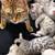 SmartBengalKitty 2 thumbnail