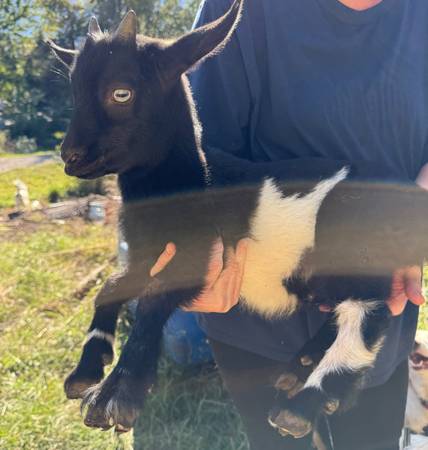 Nigerian dwarf 1