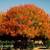 Flowering Trees, Ornamental Trees, Shade Trees, Evergreen 8 thumbnail
