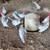 Miniature self blue bantam roosters 5 thumbnail