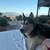 Free Husky 1 thumbnail
