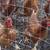 Hy-Line Brown Pullets 1 thumbnail