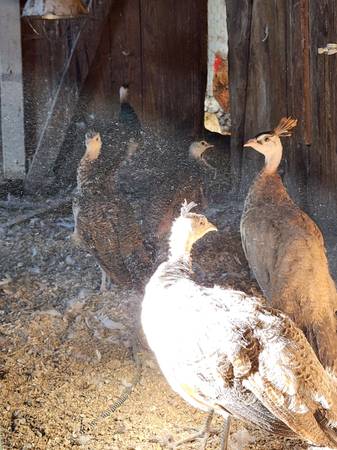 Peachicks 1