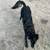 Rehoming black male german shepherd 7 thumbnail