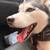 Lost husky dog 10 thumbnail