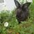 8 lop Rex new Zealand mix males 11 thumbnail