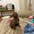 Chiweenie 1 thumbnail