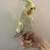 Baby Cockatiel 5 thumbnail