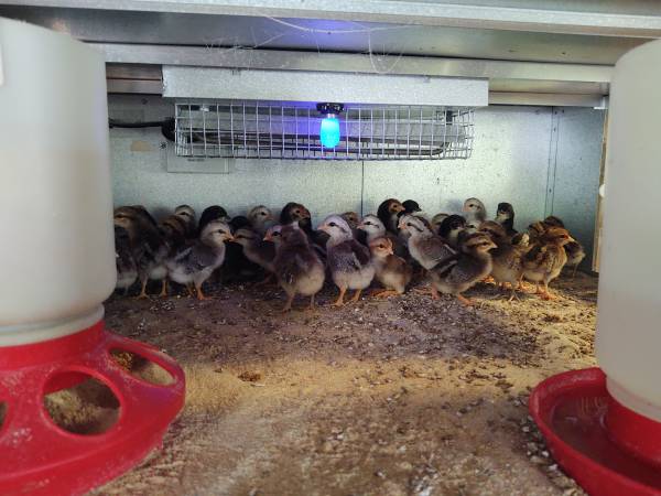 Bantam Chicks 1