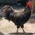 Beautiful and Useful Rooster 7 thumbnail