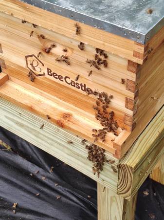 →  Well Established BEEHIVE - Full of BEES - For Charity 1
