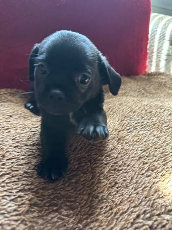 Puppy (Las Vegas)63860184529923120