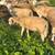 Sheep 3 thumbnail