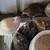 Coturnix, Celadon and Button Quail 9 thumbnail