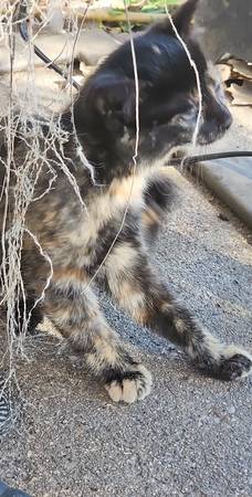 Kittens 1