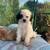 F1b CAVAPOO 4 thumbnail