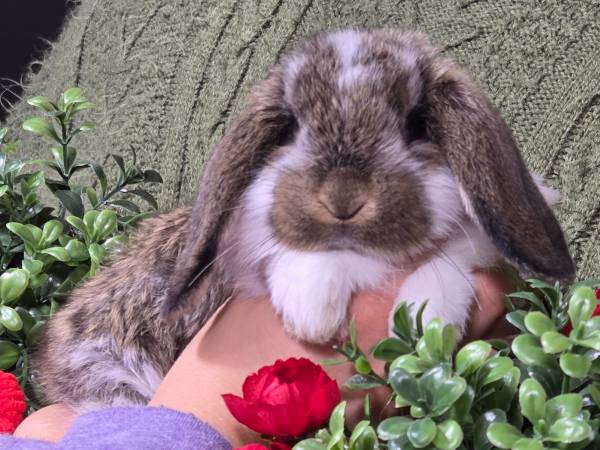 Pedigreed Mini Lop Bunny Rabbits 1
