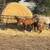 Miniature Filly’s 6 thumbnail