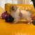 Teacup size Pom for Sale 7 thumbnail